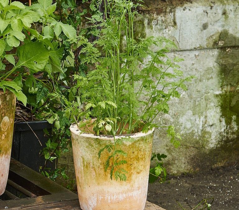 Vårfixa krukväxter – 3 snabba tips Så förbereder du dina krukväxter inför sommaren